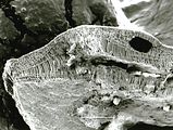 3 - Sezione longitudinale radiale di talli sovrapposti
